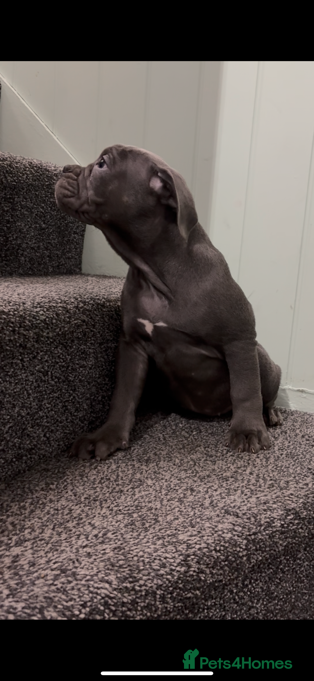 Olde English Bulldogge dogs for sale: Our last OEB Girl is looking for a forever home - Advert 2