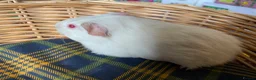 Guinea Pig rodents for sale: 10 week old male guinea pigs in Torrington - Advert 38