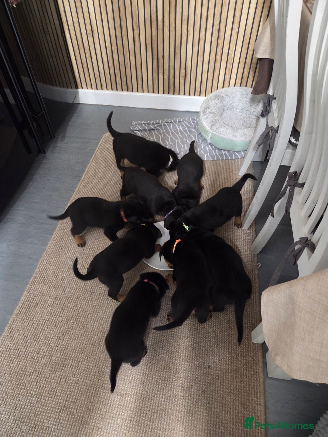 Rottweiler dogs for sale: Indie & dozer pups  - Advert 37
