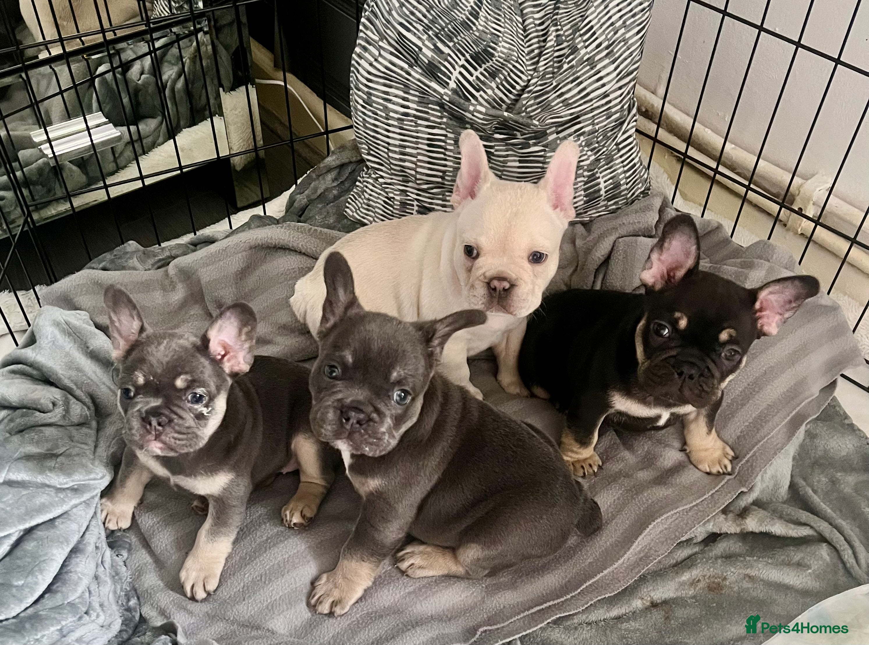 French Bulldog dogs London’s French Bulldog Puppies 🏴󠁧󠁢󠁥󠁮󠁧󠁿 - Advert 15