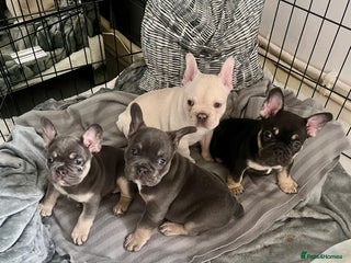 French Bulldog dogs London’s French Bulldog Puppies 🏴 - Advert 15