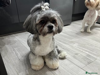 Lhasa Apso dogs in Harlow - Advert 1