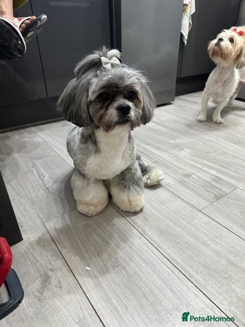 Lhasa Apso dogs in Harlow - Advert 1