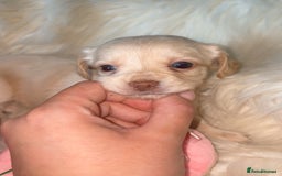 Dachshund dogs for sale: Gorgeous mini Dacshund X puppies🐾 - Advert 10