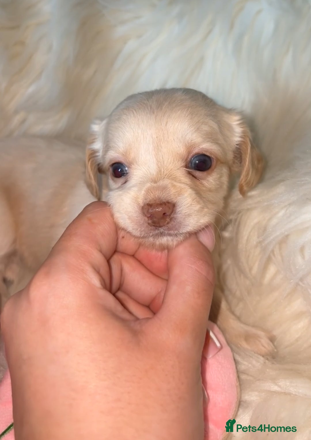 Dachshund dogs for sale: Gorgeous mini Dacshund X puppies🐾 - Advert 10