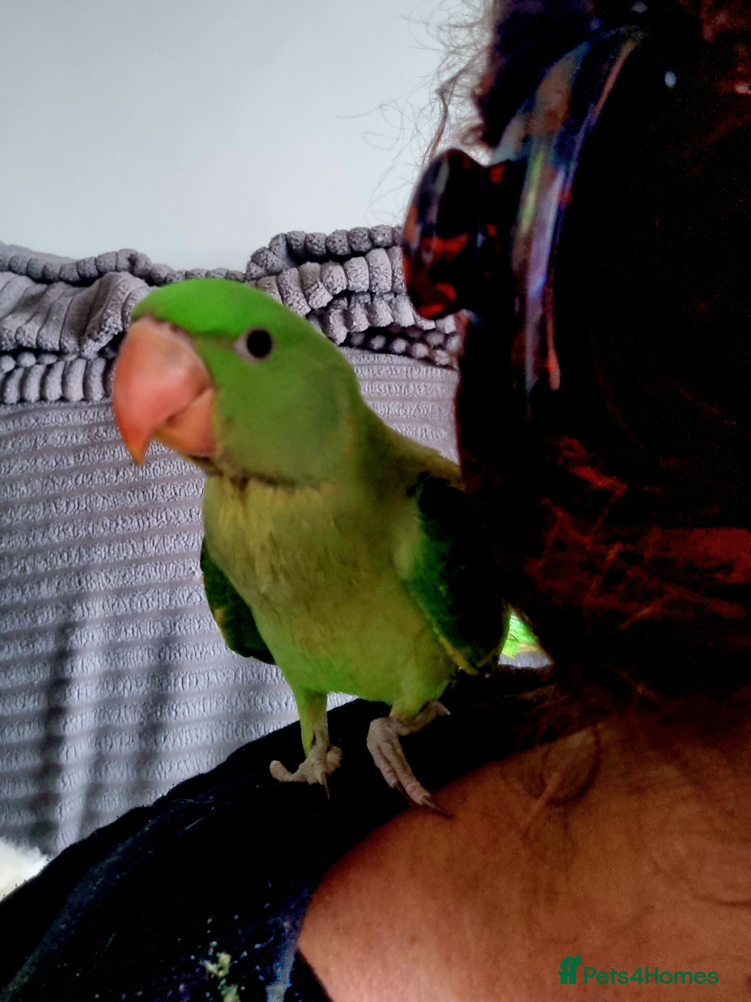 Parrots birds Alexanderine parrot super tame - Advert 12