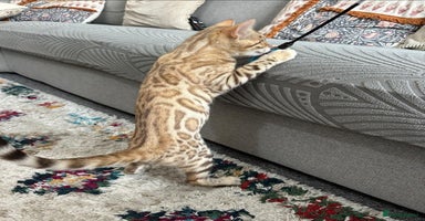 Bengal cats - Advert 3