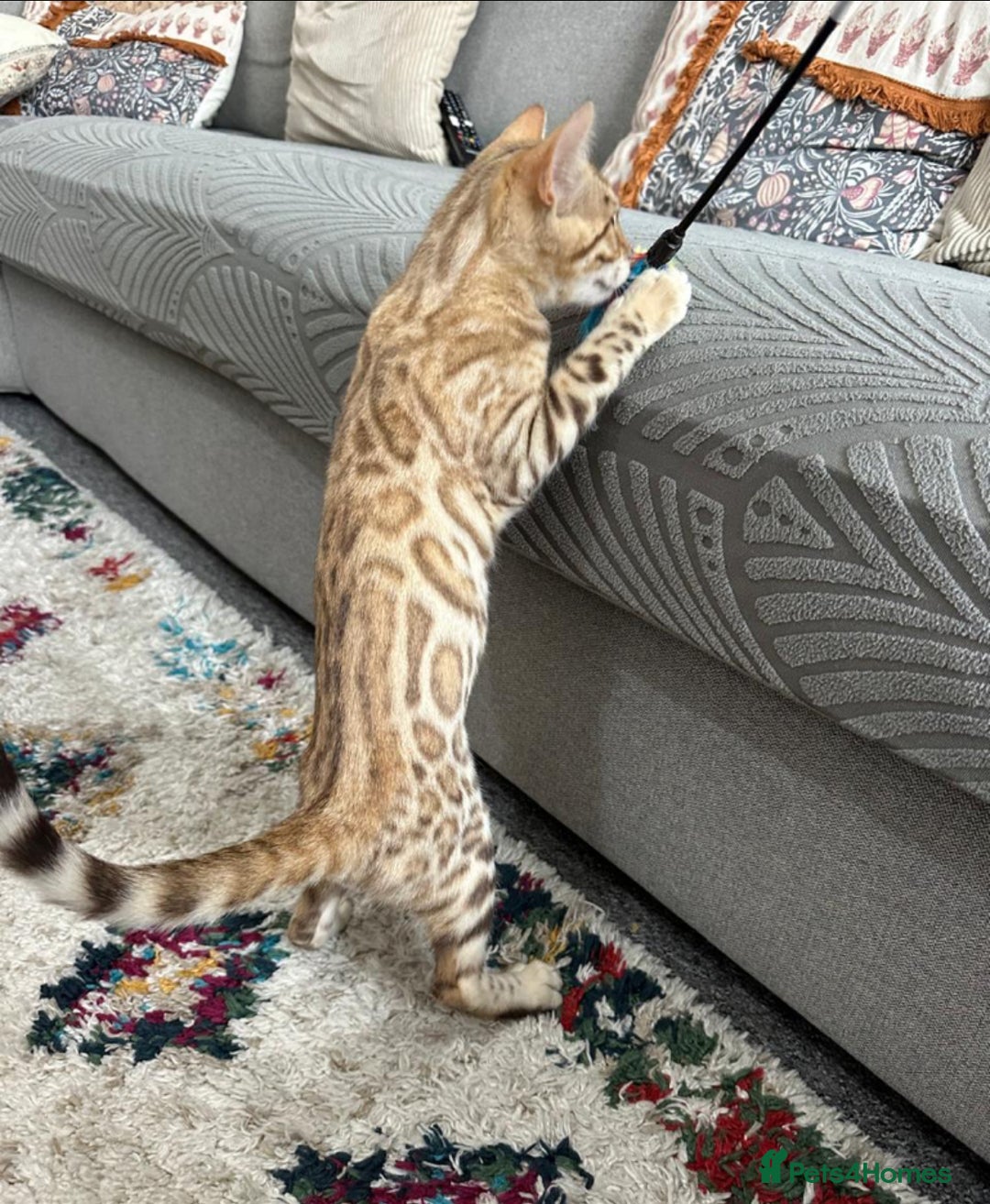 Bengal cats for sale: Snow bengal kitten /male - Image 3