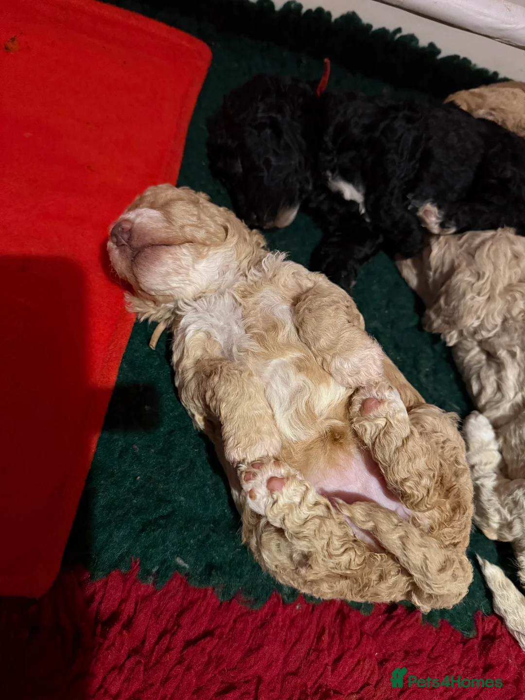 Australian Labradoodle dogs for sale: **reduced** Australian labradoodles - Advert 16