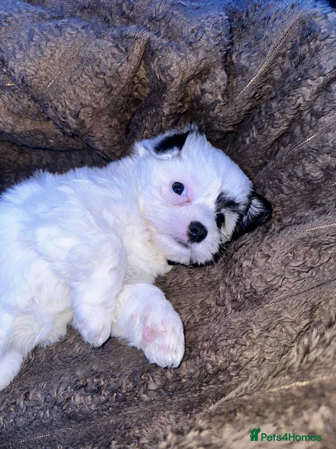 Zuchon dogs for sale: Bichon - Advert 2