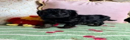 Cavapoo dogs for sale: F1 cavapoo puppies boys & girls  - Advert 7