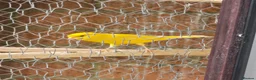 Canaries birds for sale: Persian canary  - Advert 3