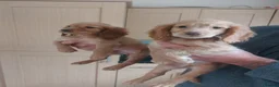 Cocker Spaniel dogs for sale: Health tested working cocker spaniels  - Advert 18