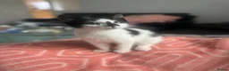 Mixed Breed cats for sale: Beautiful kittens for rehoming - Advert 3