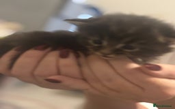 Mixed Breed cats for sale: Kittens for sale - Advert 5