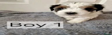 Biewer Terrier 1
