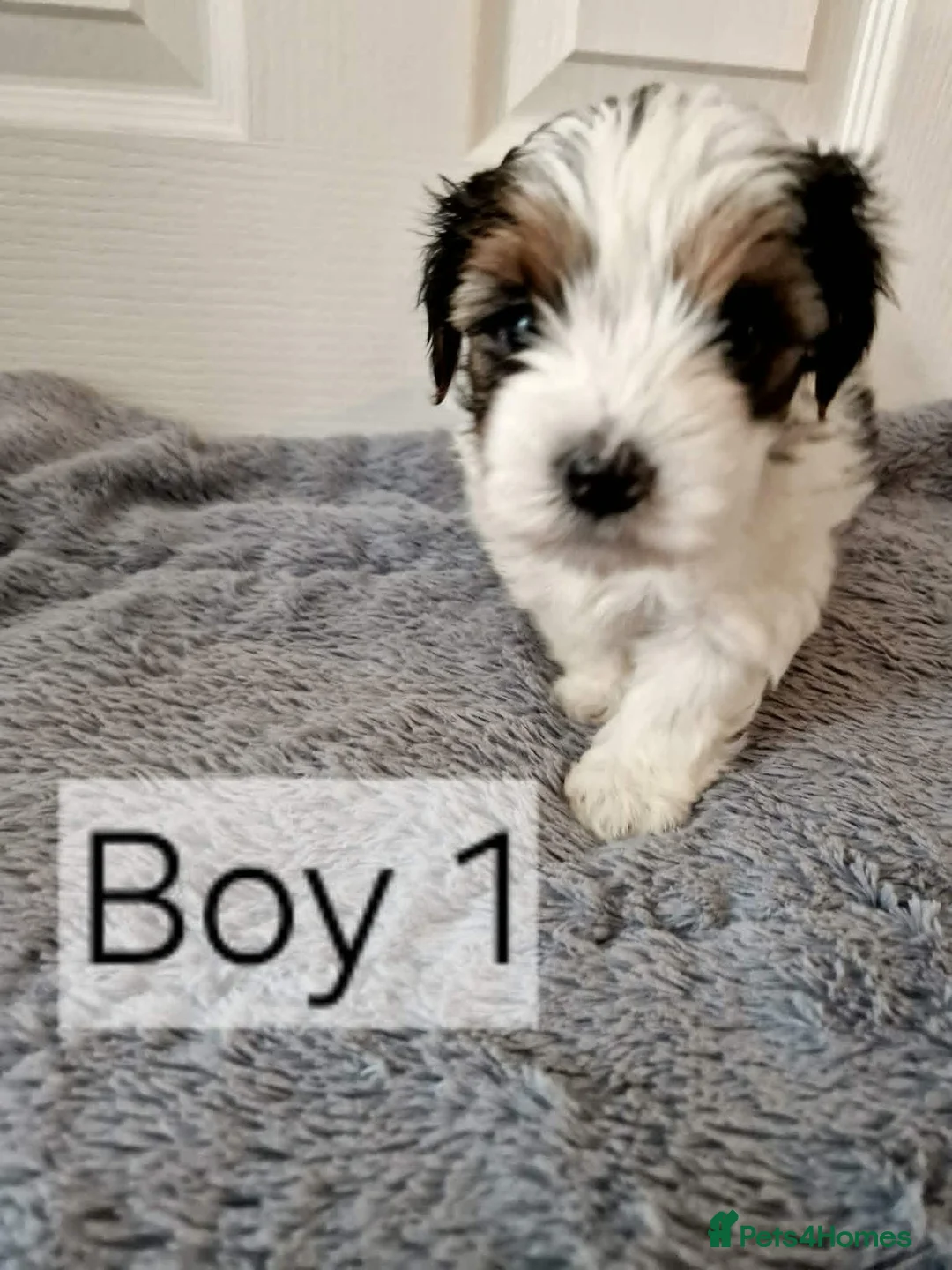 Biewer Terrier dogs for sale: Yorkshire Biewer Terrier Puppies - Advert 9