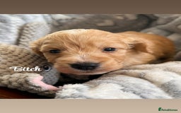 Cockapoo dogs for sale: Beautiful litter of cockapoos  - Image 10
