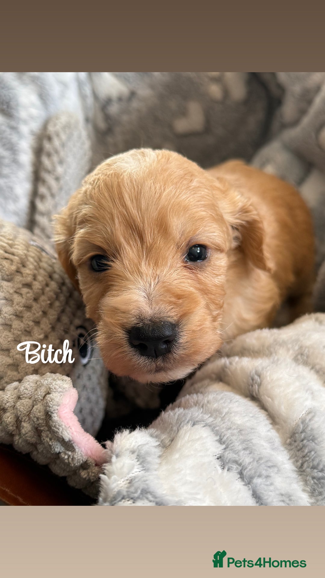Cockapoo dogs for sale: Beautiful litter of cockapoos  - Image 10