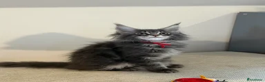 Boy-Red (Blue Tabby) 