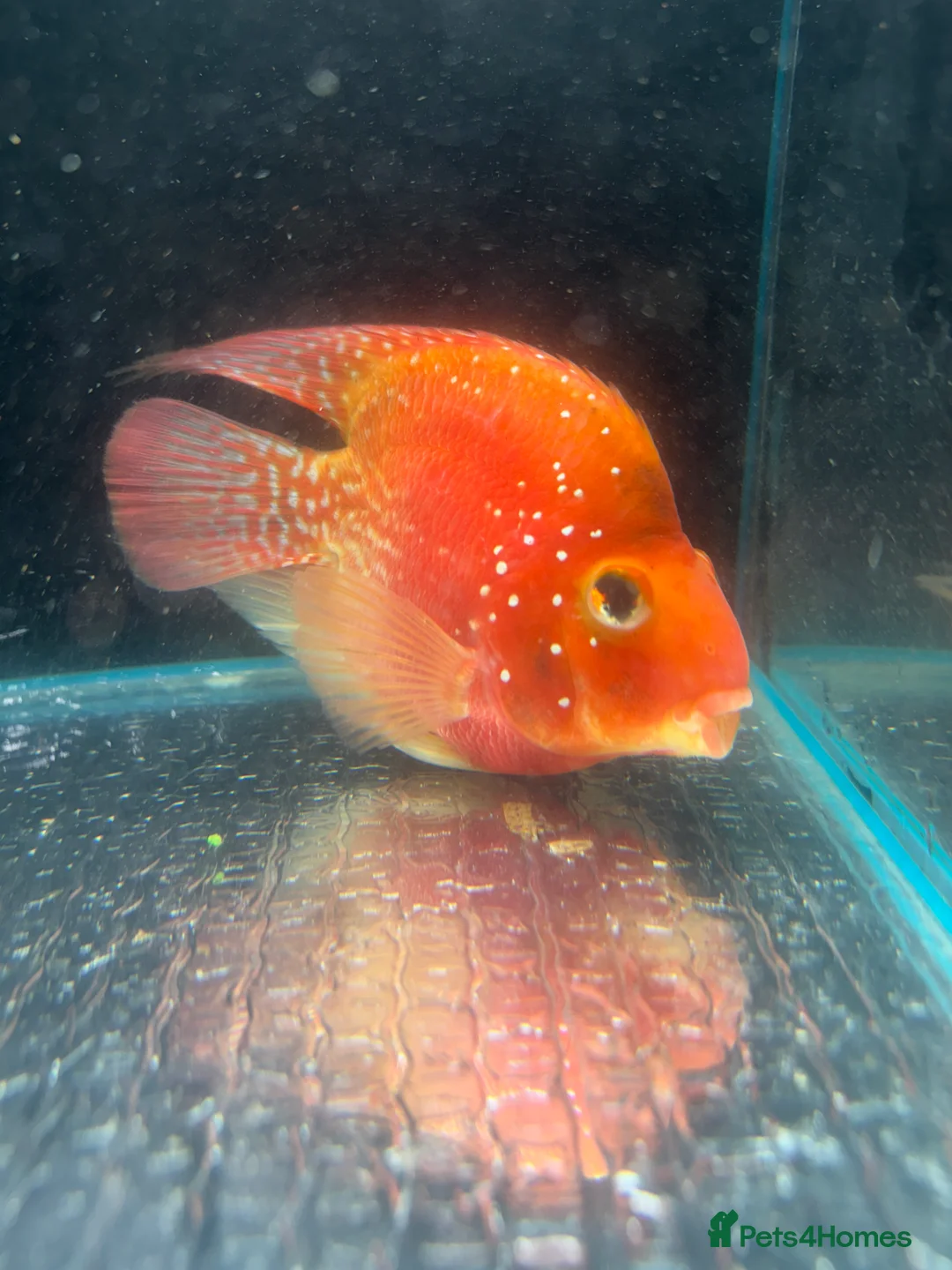Cichlids fish for sale: Thai imports Crystal parrot & srt (Cheshire) - Advert 2