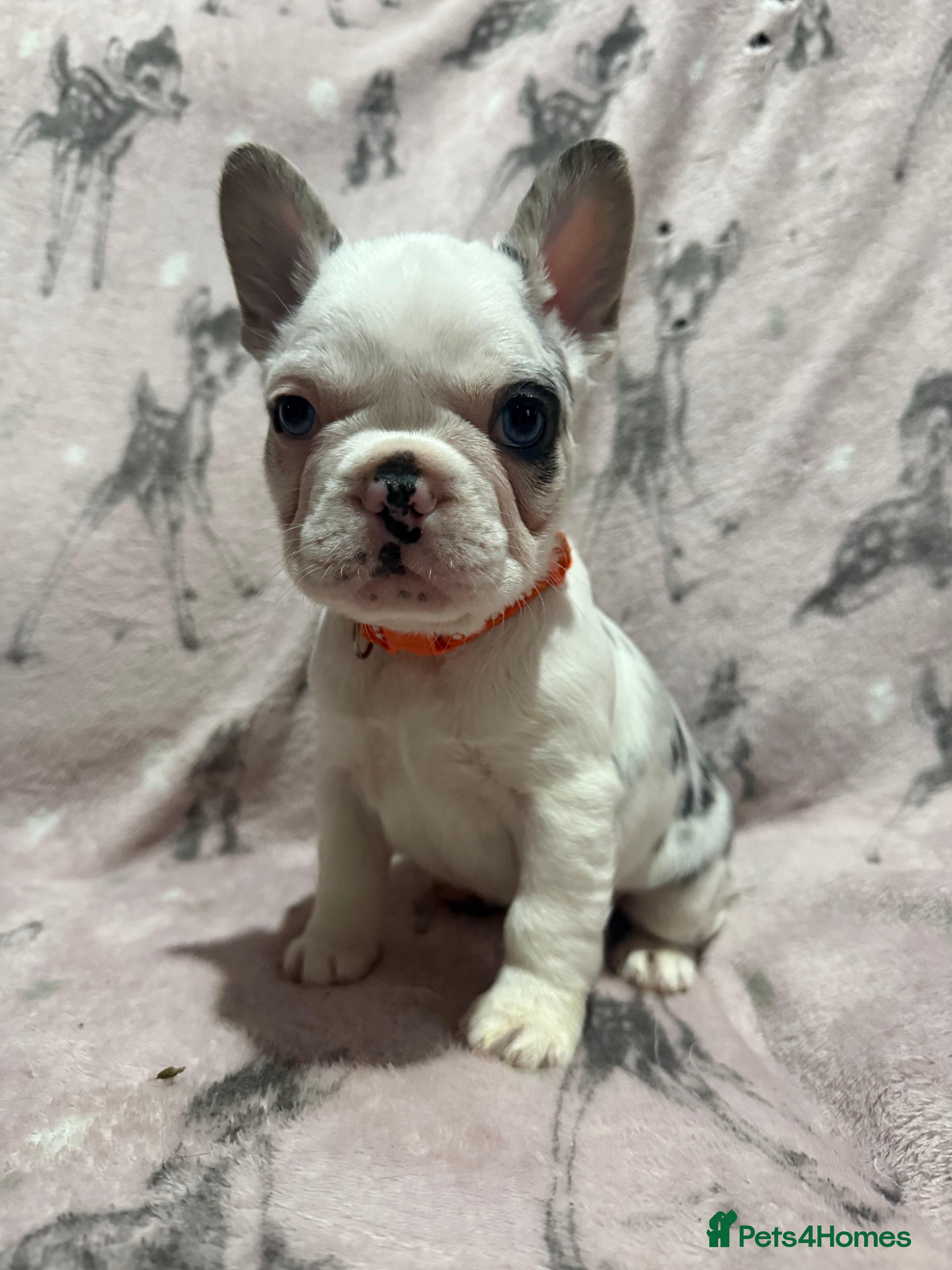French Bulldog dogs LAST MALE LEFT beautiful KC reg French Bulldog - Advert 11