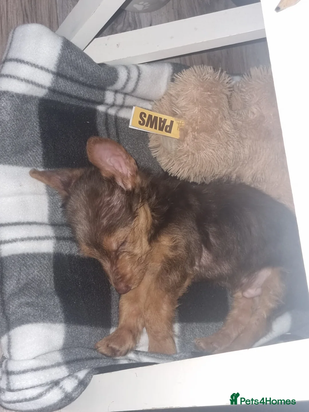 Mixed Breed dogs for sale: Terrier mix pup - Advert 2