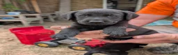 Labrador Retriever dogs for sale: Farm reared Labrador puppies in Sheerness - Advert 23