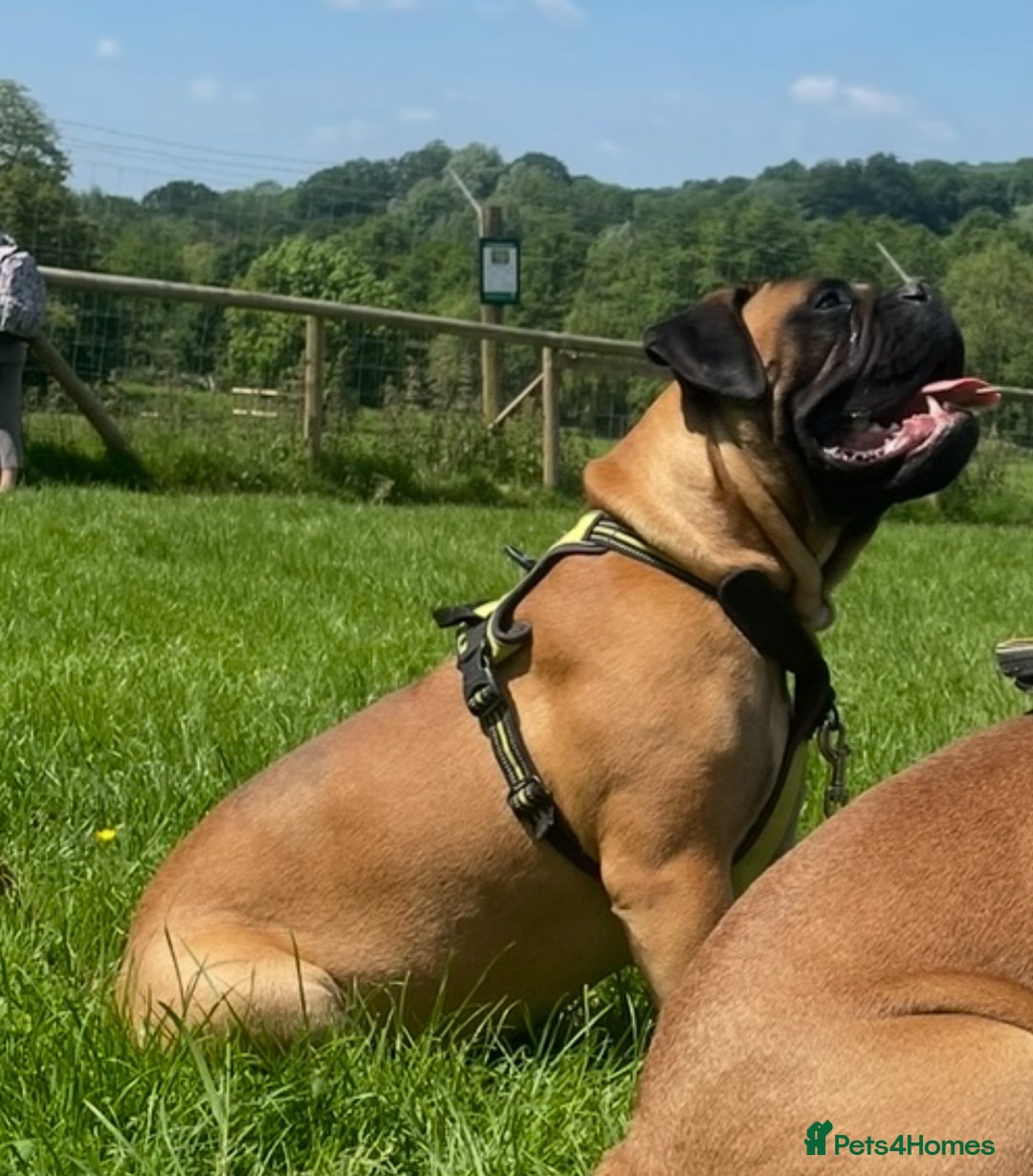 Bullmastiff dogs for sale: Beautiful Bullmastiff girl - Image 19
