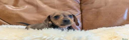 Miniature Dachshund dogs for sale: Beautiful Miniature Dachshund Puppies  - Advert 8