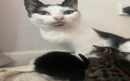 Mixed Breed cats for sale: Kittens for sale - Image 6