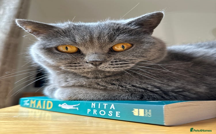 British Shorthair cats - Advert 1