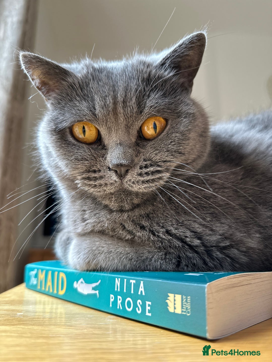 British Shorthair cats for sale: Beautiful female adult cat looking for new home - Image 1