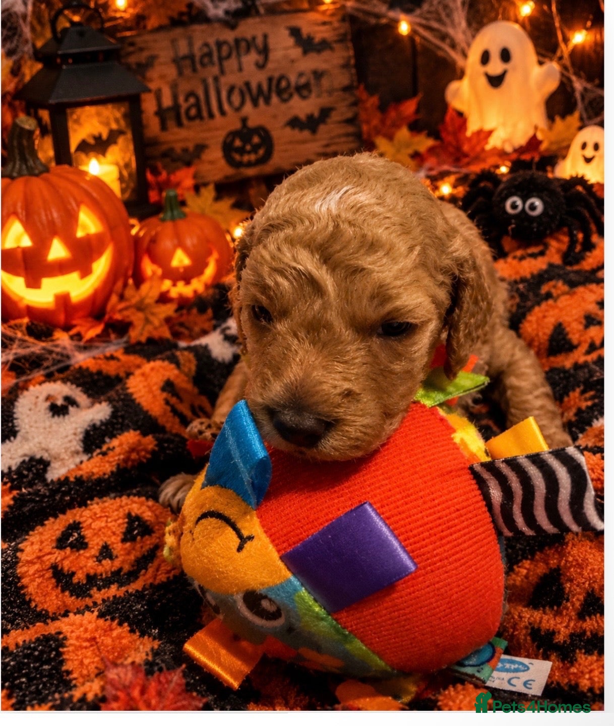 Cockapoo dogs Beautiful f2b cockerpoos - Advert 14