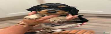 Cocker Spaniel 1