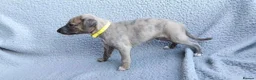 Whippet dogs for sale: KC Registered True to type whippets - Advert 8