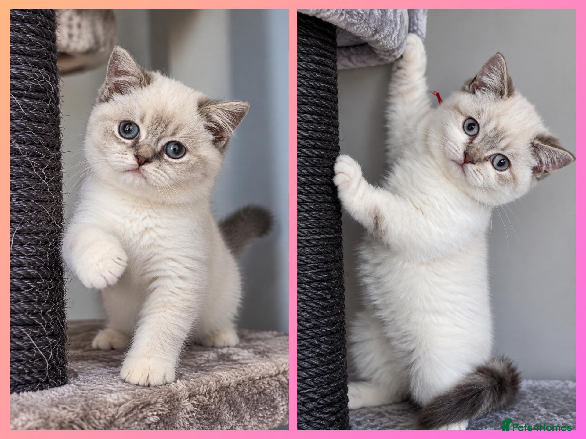 British Shorthair cats 🩷 LAST 2 GIRLS 🏆TICA reg 🐾 BSH - Advert 10