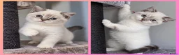 British Shorthair cats for sale: 🩷 LAST 2 GIRLS 🏆TICA reg 🐾 BSH - Advert 1