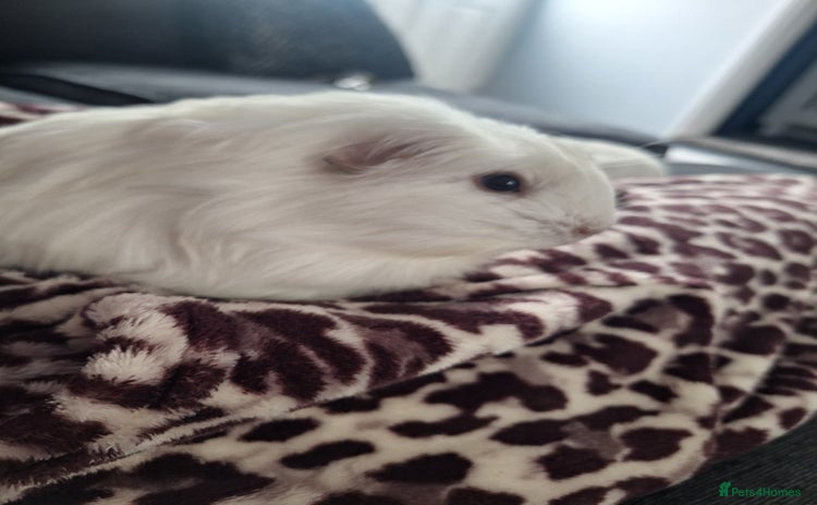 Guinea Pig rodents - Advert 10