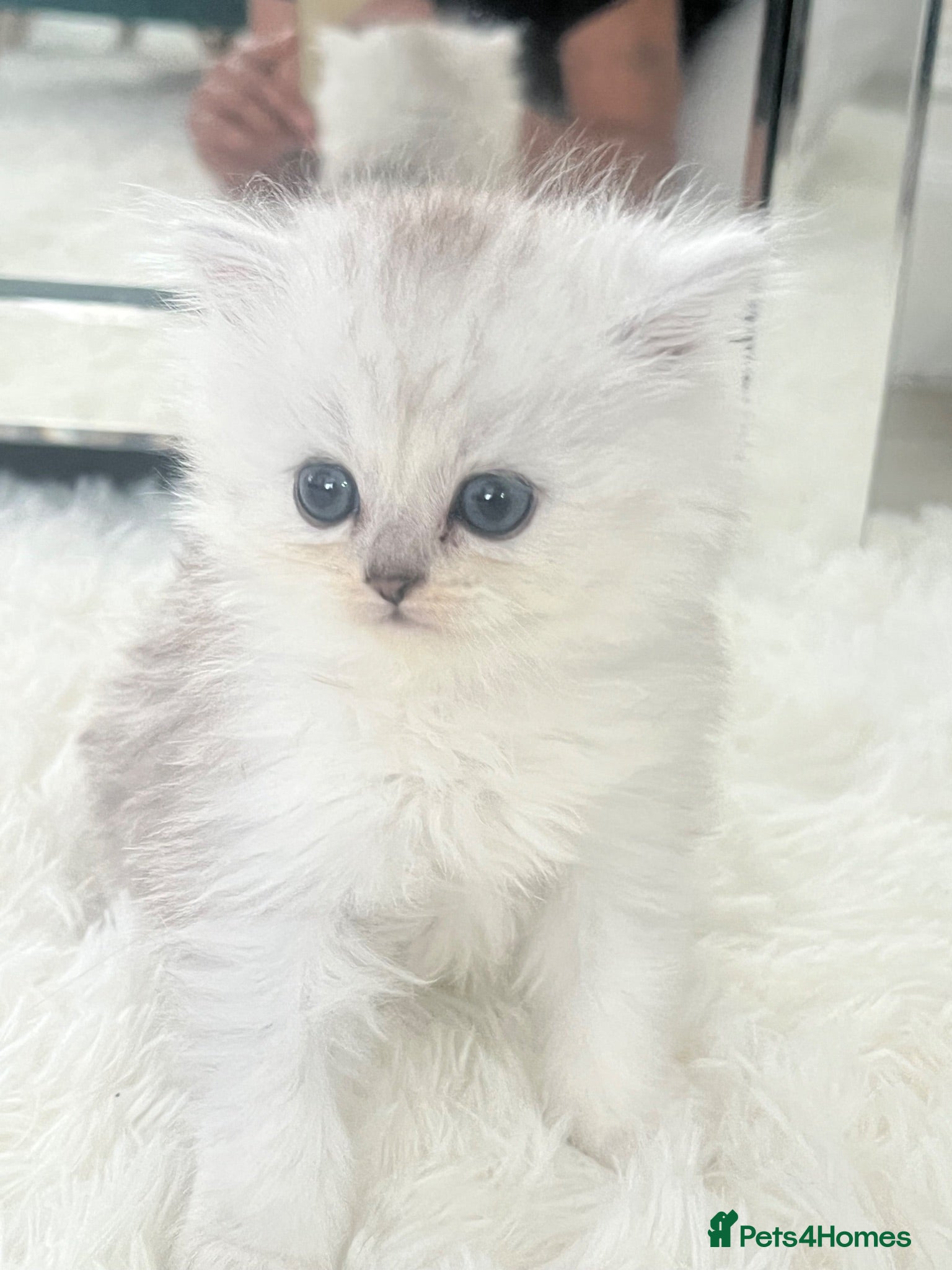 Persian cats Beautiful Persian Boy  - Advert 19