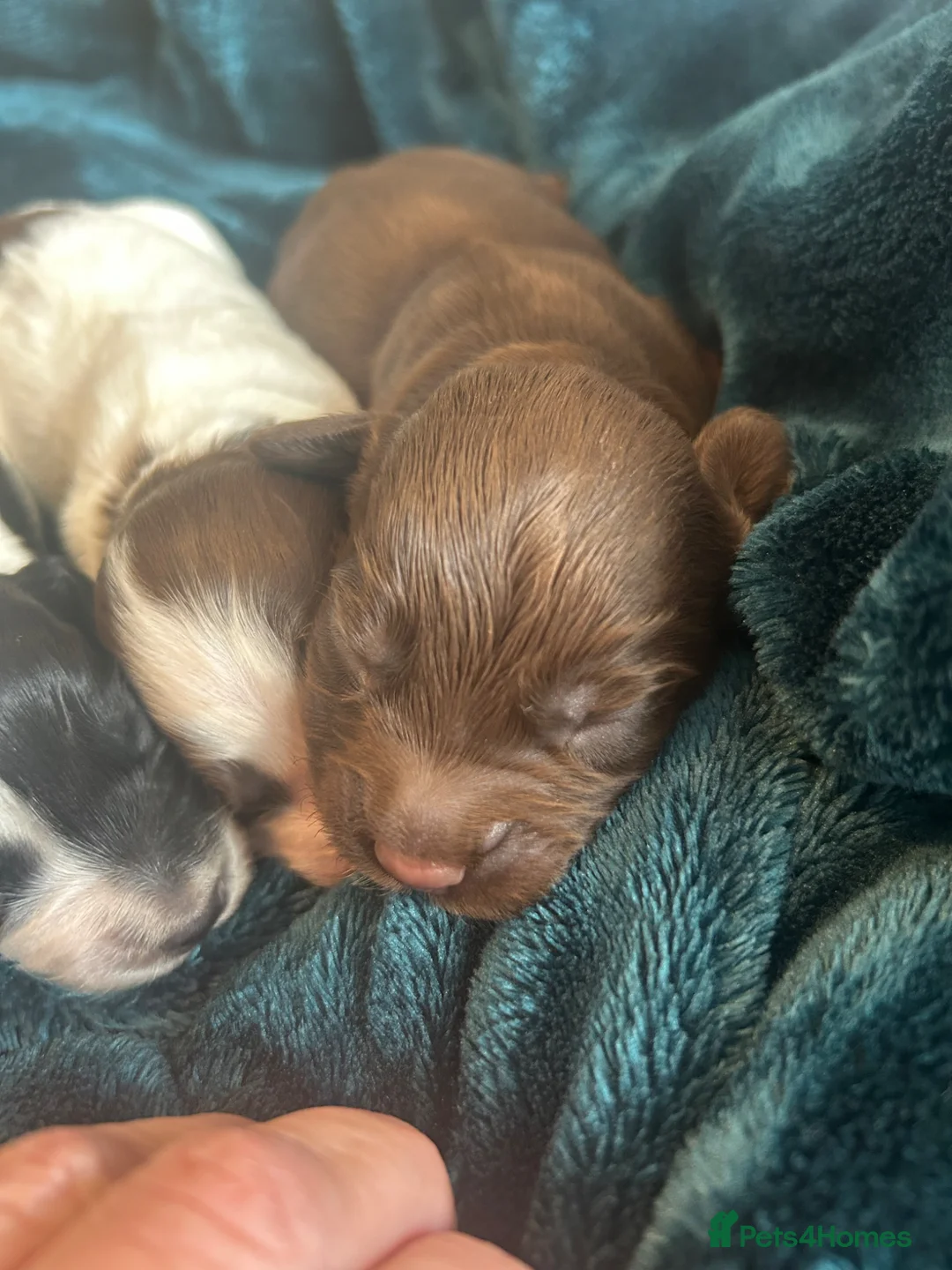 Cocker Spaniel dogs for sale: Beautiful Cocker Spaniel puppies  in Sheffield - Advert 37