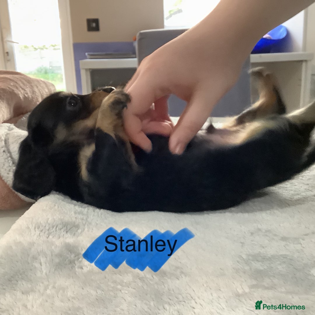 Miniature Dachshund dogs for sale: PRA Clear Mini Longhair Dachshund Pups Cream Red.. - Advert 23