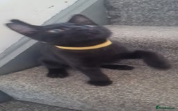 Mixed Breed cats for sale: Cute boy kittens ready now - Image 6