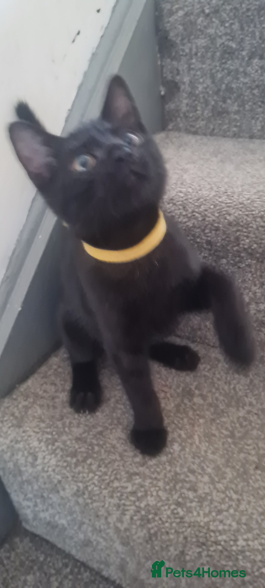 Mixed Breed cats for sale: Cute boy kittens ready now - Image 6