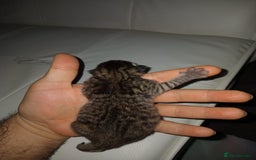 Bengal cats for sale: Bengal kittens for rehome - Image 7