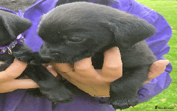 Labrador Retriever dogs for sale: Labrador Puppies from Working Parents - Image 24