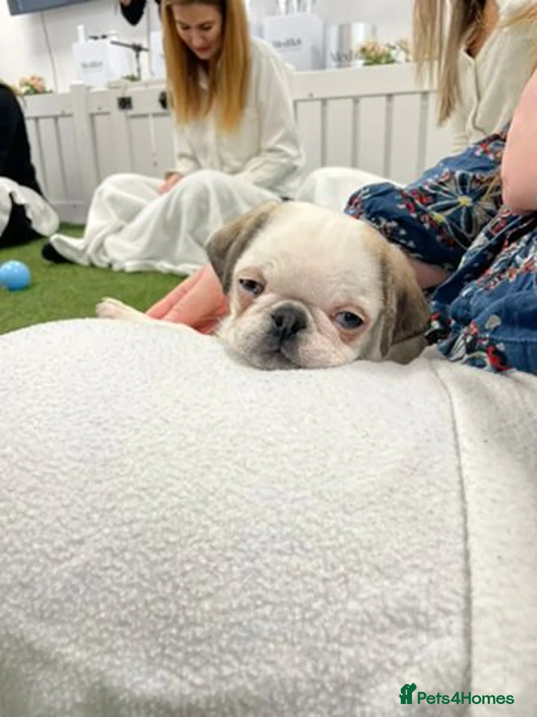 Pug dogs for sale: Rare panda pugs - Advert 11