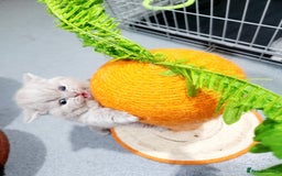 British Shorthair cats for sale: BRITISH SHORT-HAIR KITTENS   - Image 11