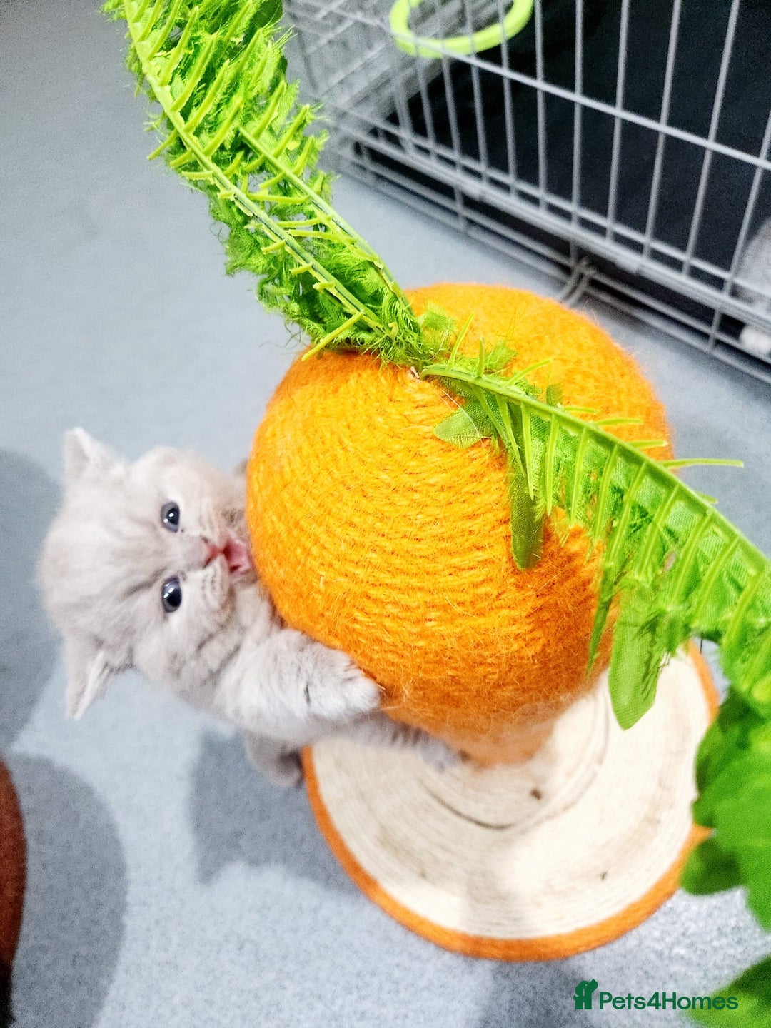 British Shorthair cats for sale: BRITISH SHORT-HAIR KITTENS   - Image 11