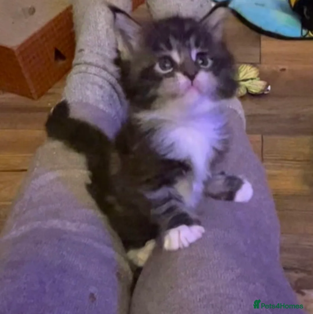 Maine Coon cats for sale: Last  2 Mainecoons kittens. left both boys  - Advert 4